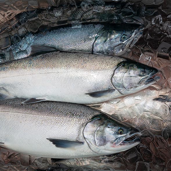 Featured image for “How Chemical Toxicity Wreaked Havoc on Coho Salmon”